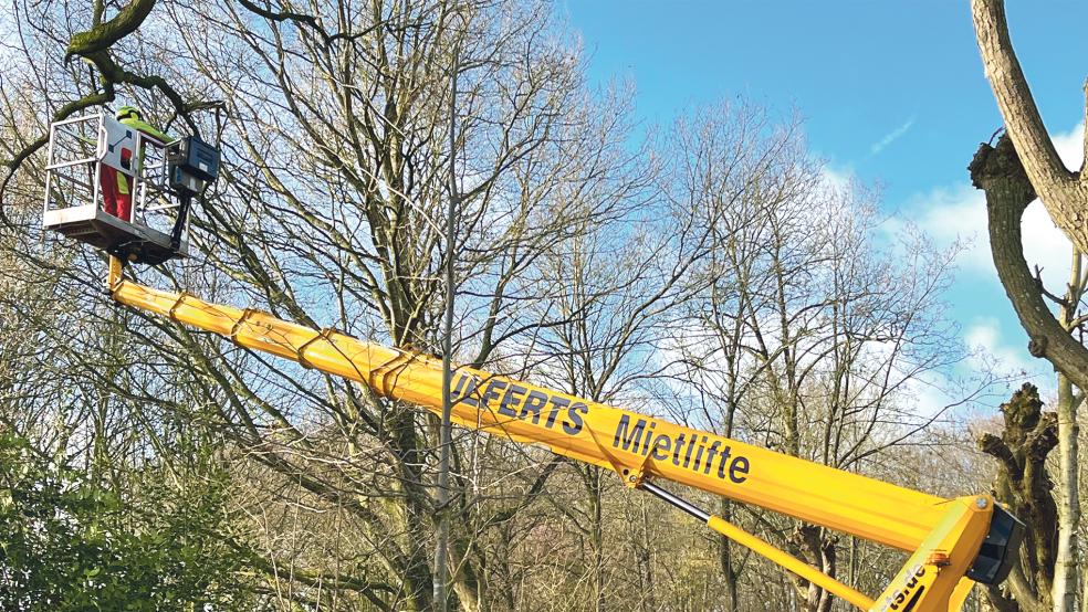 Arbeiten in luftiger Höhe im Naturpark Stapelmoor.  © Foto: Hoegen