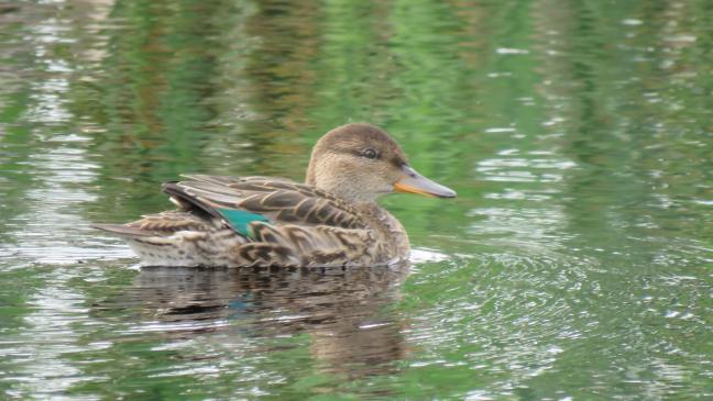 Kleine Moor-Ente auf Abschiedstournee