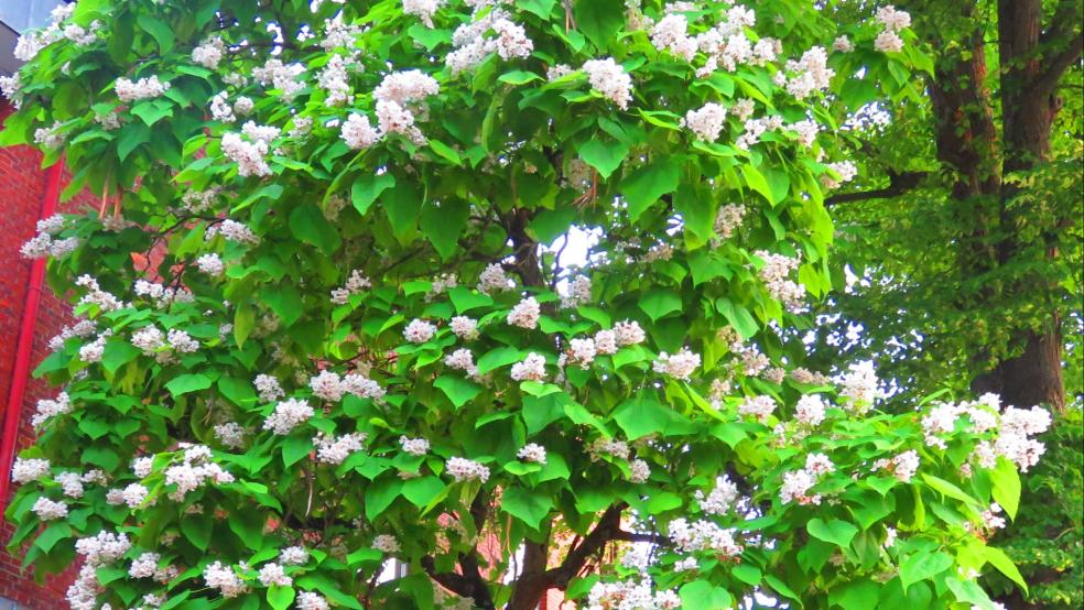 Tulpenbaum (Liriodendron tulipifera) in der Bergmannstraße in Leer. © Detlef Kolthoff