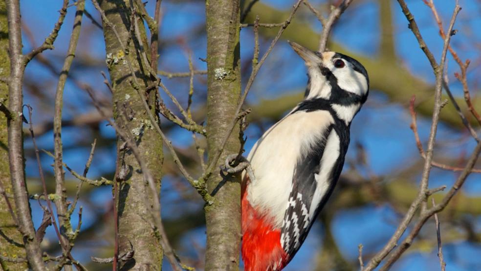 Weibchen, gelber Fleck an der Stirn, schwarzer Nacken und nur an der Unterseite Rotfärbung. © Detlef Kolthoff