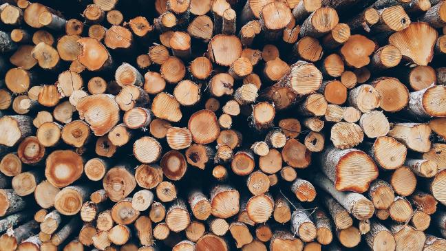 Holzdiebe fällen Bäume in Flachsmeer