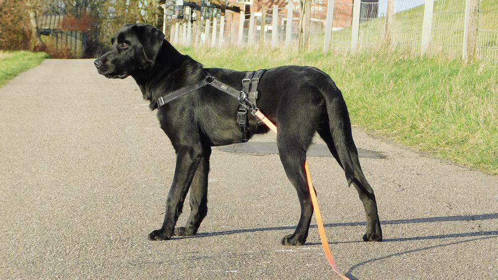 Labrador »Merlin« ist ein Jahr alt und möchte das Tierheim gegen ein neues Zuhause tauschen.  © Foto: Tierschutz