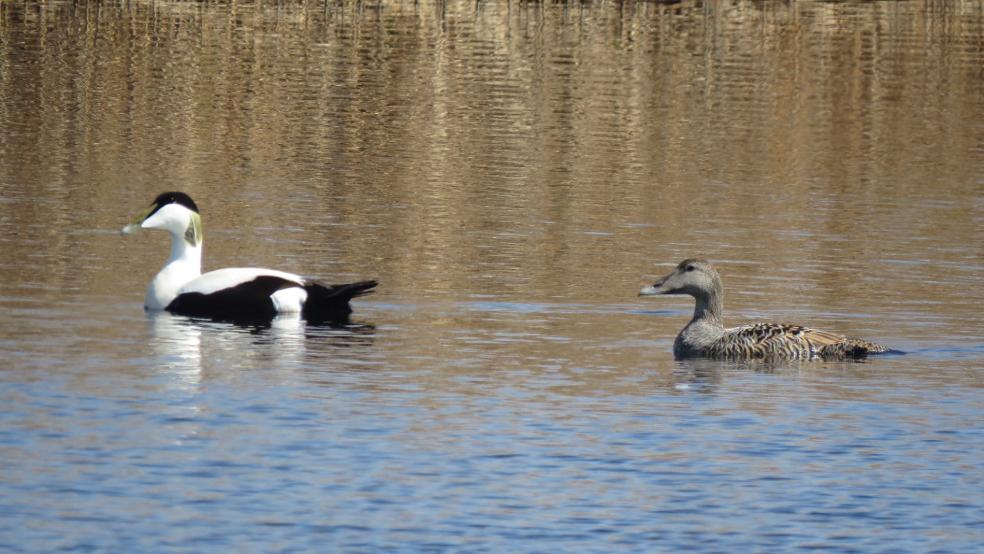 Pärchen der Eiderente auf einem Teich auf Borkum. © Detlef Kolthoff