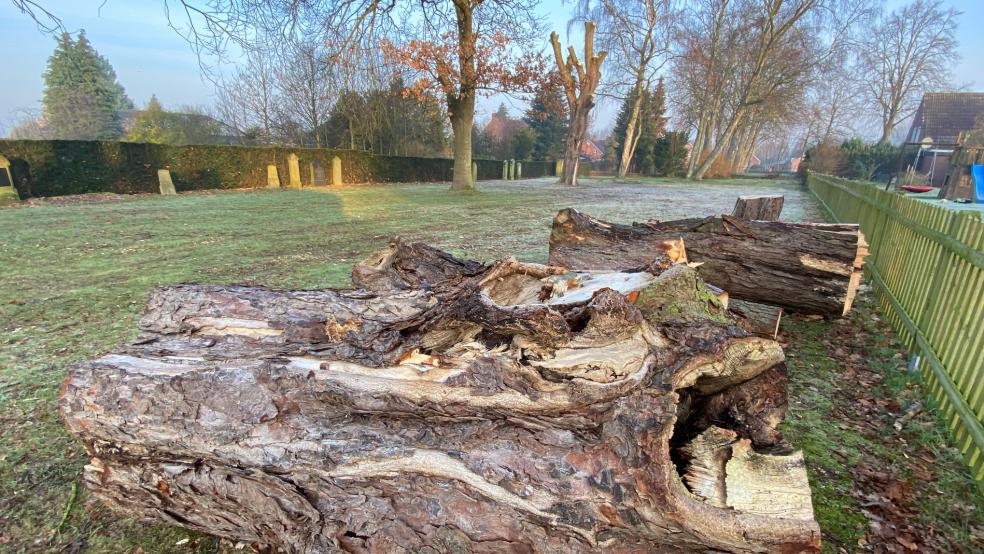 Die Überreste der einst stolzen Kastanien auf dem jüdischen Friedhof am Buchenweg.  © Foto: Hanken