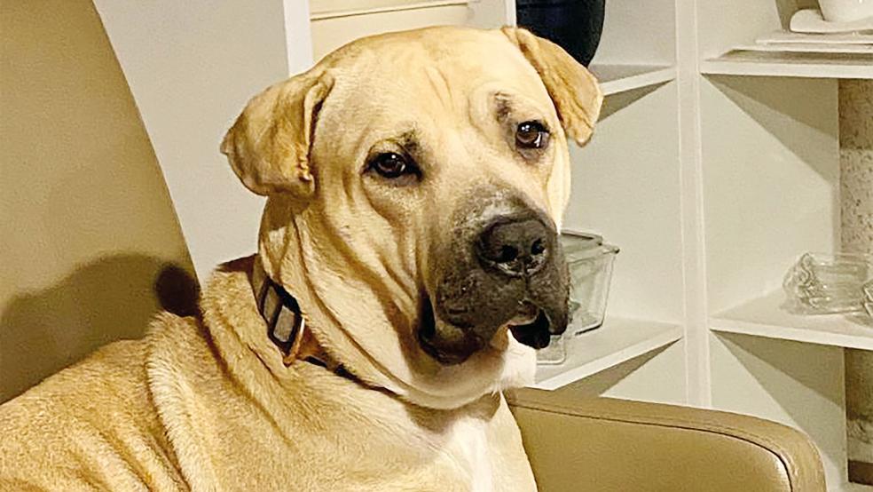 Hündin »Frieda« würde gerne aus dem Tierheim in ein neues Zuhause umziehen.  © Foto: Tierschutz