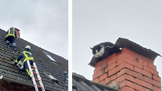 Feuerwehrleute retten Katze vom Dach