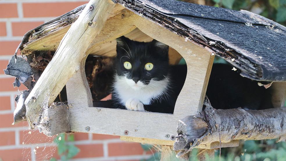 In einem Vogelhaus hat eine Katze natürlich nichts zu suchen. Die Katzen im Tierheim in Stapelmoor, das der Tierschutz Rheiderland betreibt, sind laut Veterinäramt vernünftig untergebracht. Allerdings besteht bei den Katzen eine Überbelegung.  © Foto: Archiv