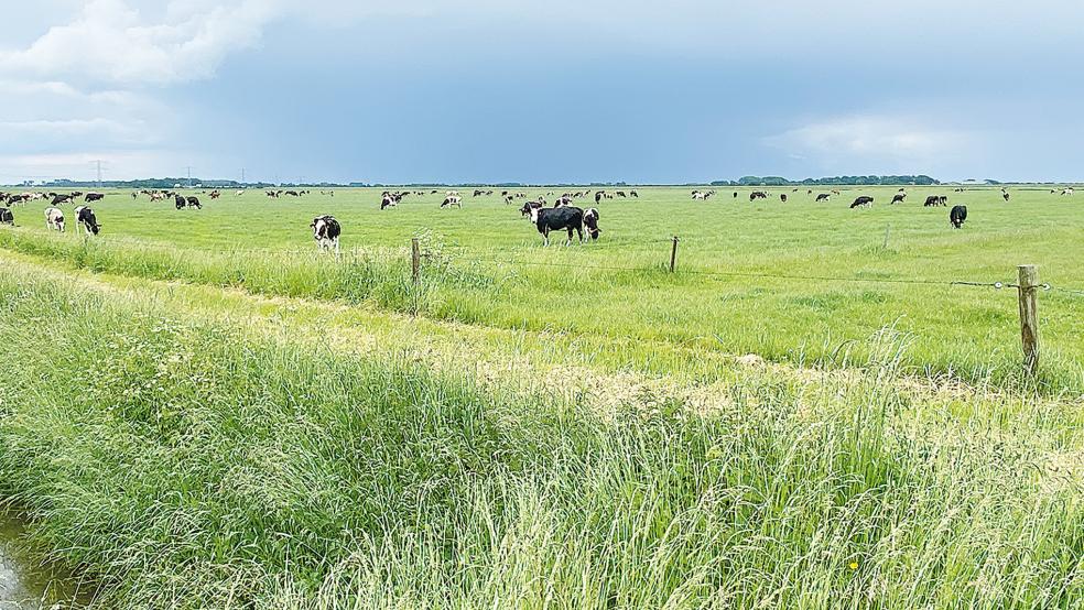 Grünlandflächen eignen sich besonders gut für die CO2-Speicherung. Besonders hier im Rheiderland mit der verhältnismäßig geringen Viehdichte.  © Foto: Kuper