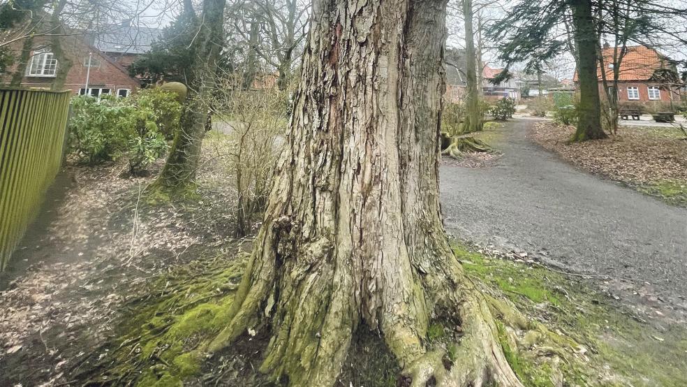 Dieser Ahornbaum im Stadtgarten an der Markstraße weist Pilzbefall und Totholz auf. Hier sind ein Kronen-Entlastungsschnitt und eine Kronensicherung vorgesehen.  © Foto: Stadt Weener