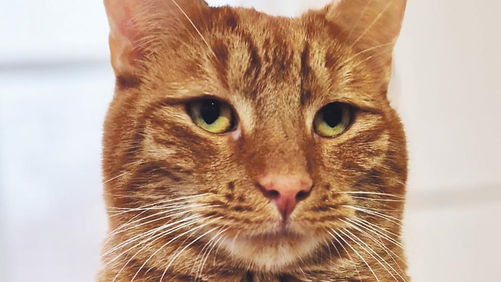 Kater »Elias« ist sehr ver­schmust.  © Fotos: Tierschutz