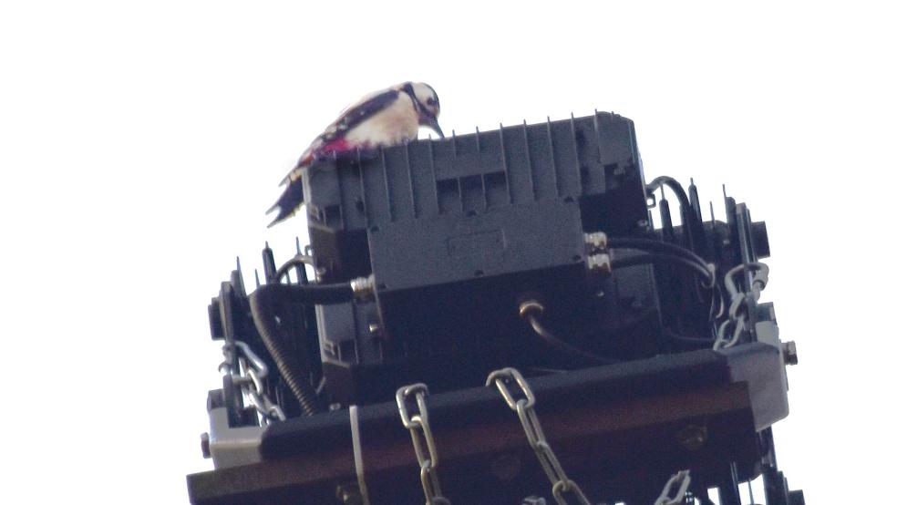  © Foto: Peter Glowczewski