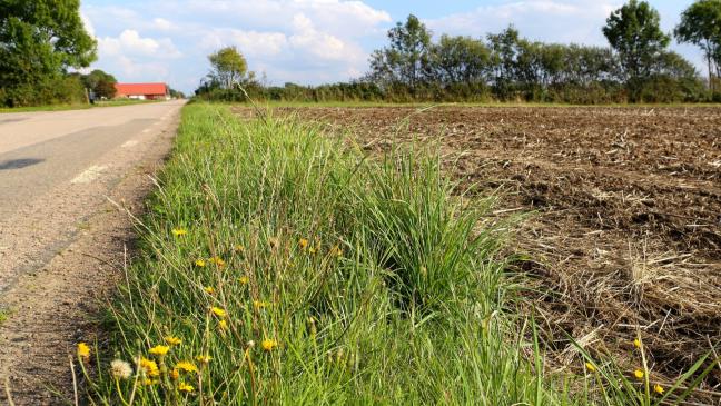 Grünstreifen für Flora und Fauna wichtig