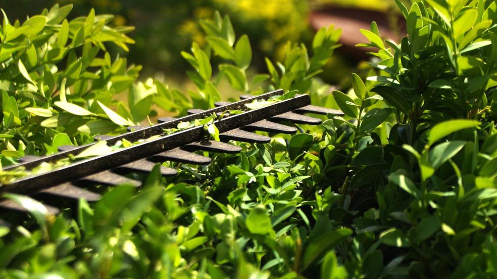 Für Sträucher und Hecken darf nur der in der Vegetationsperiode erfolgte Zuwachs durch einen Pflege- und Formschnitt auch im Zeitraum von März bis September vorgenommen werden. © Pixabay (Symbolfoto)