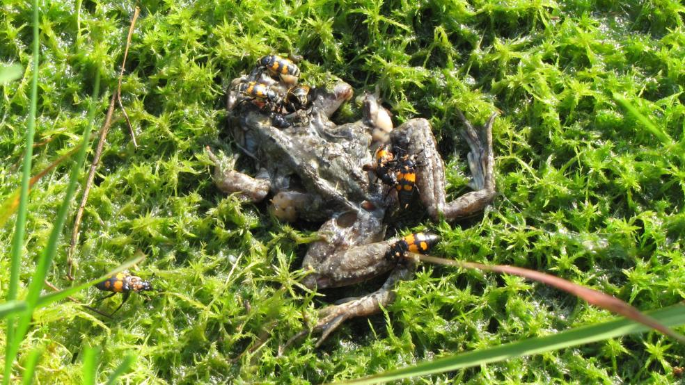 Totengräber an einem Froschkadaver im Hochmoor Wymeer © Detlef Kolthoff