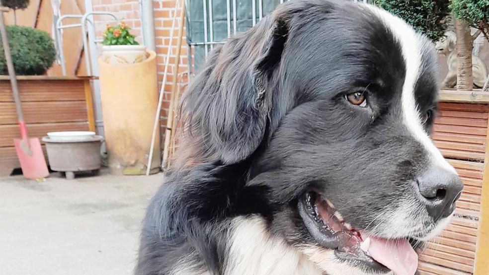 Berner Sennen-Mix »Paul« lebt derzeit im Tierheim in Stapelmoor und sucht ein neues Zuhause.  © Foto: Tierschutz