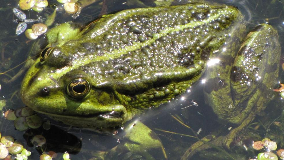 Seefrosch in einem Wiesentümpel in Stapelmoorerheide. © Detlef Kolthoff