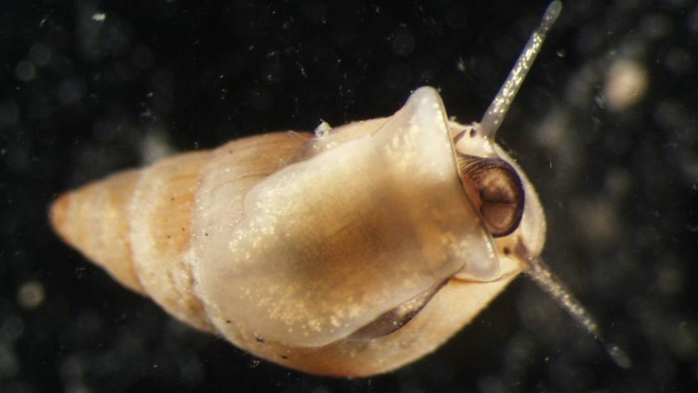 Arten wie die Gemeine Wattschnecke (Bild), Muscheln oder Würmer gehören für viele fest zum Nordseeurlaub. Einige Arten kommen im ostfriesischen Wattenmeer laut einer Studie aber zuletzt deutlich weniger vor als noch vor 40 Jahren.  © dpa/Senckenberg