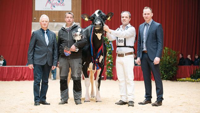 Ostfrieslands schönste Kuh