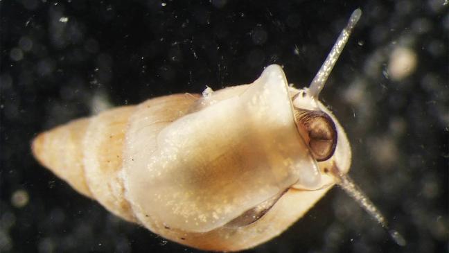 Artenwandel im ostfriesischen Watt