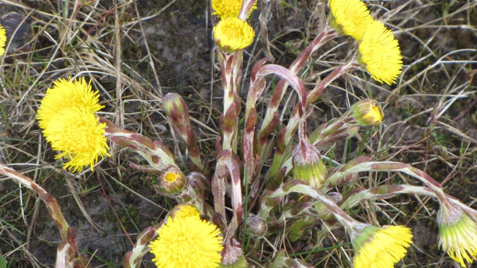 Blüte im März, ausgeblühte Stängel beugen sich gen Boden. © Detlef Kolthoff