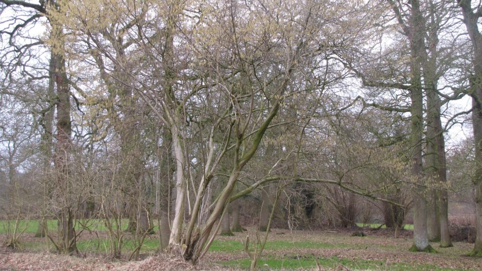 Eine etwa 50 Jahre alter Haselnussstrauch auf einer Wallhecke in Collinghorst. © Detlef Kolthoff