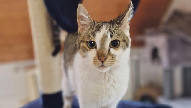 »Traumkater« sucht Familie