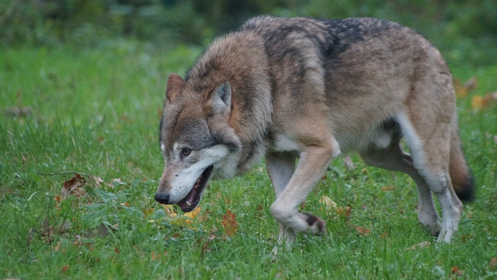 Ein Polizeibeamter hat sich nach der Meldung einer mutmaßlichen Wolfssichtung im Bereich Nortmoor/Brinkum umgeschaut, jedoch kein Raubtier entdecken können. © Pixabay (Symbolfoto)