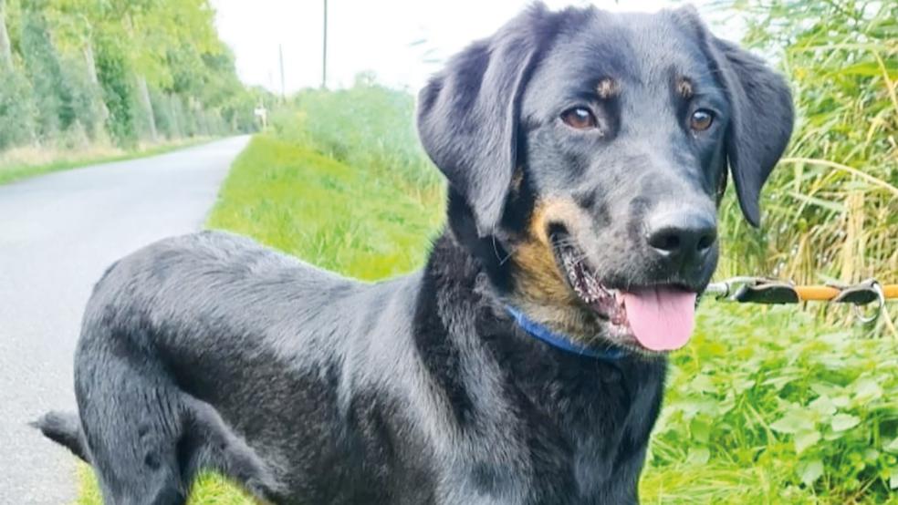 Die junge Hündin ist nett und verspielt.  © Foto: Tierschutz