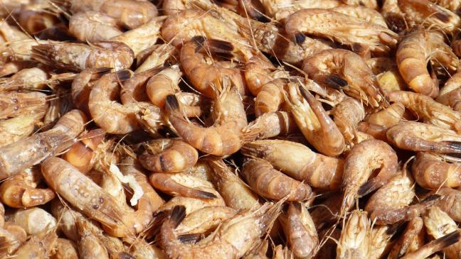 »Keine Ahnung von Krabbenfischerei«