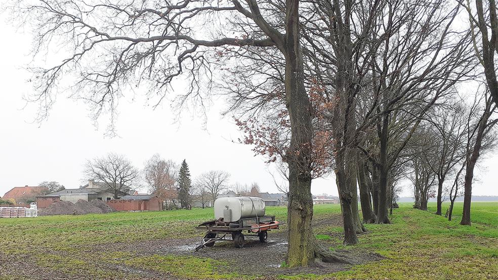 Noch stehen im geplanten Baugebiet rund 20 alte Bäume. Sie müssen allerdings weichen.  © Foto: Berents