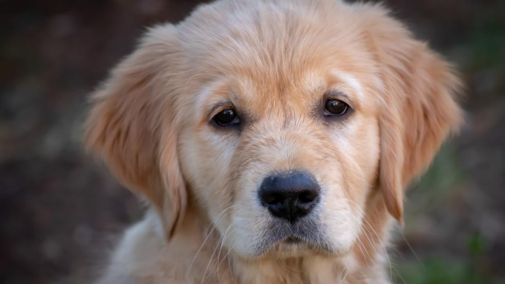 Auch Hunde-Welpen werden mittlerweile im Internet online zum Kauf angeboten. Hier sind allerdings auch Betrüger aktiv, ein Rheiderländer verlor dabei Geld.  © Foto: Pixabay