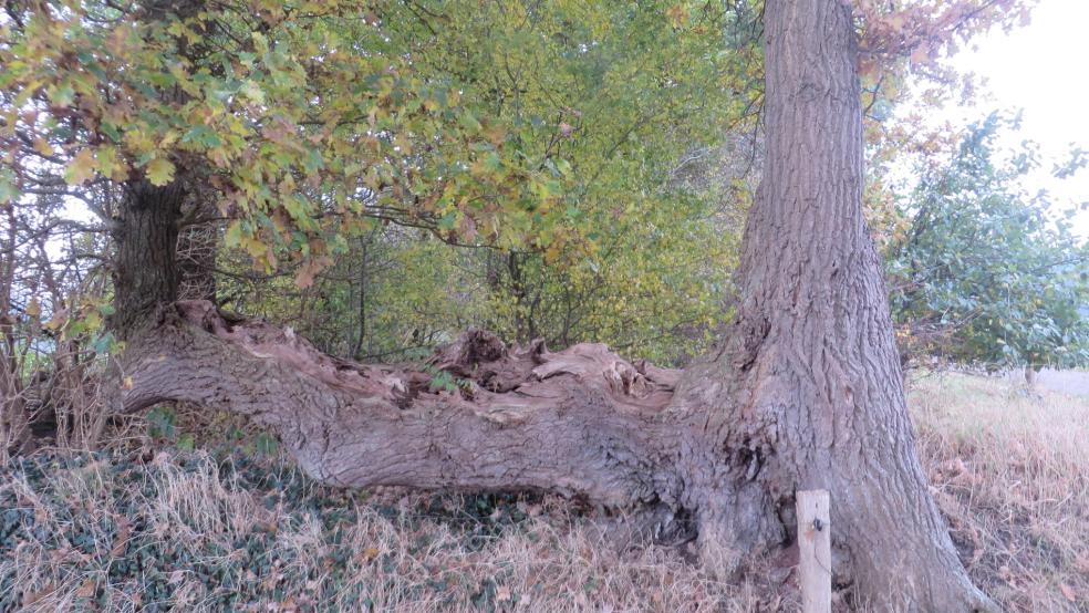 Knick-Eiche auf einer Wallhecke in Hollen, Gemeinde Uplengen. © Detlef Kolthoff