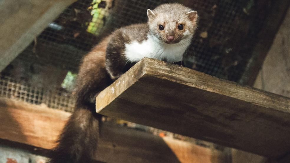 Ein Steinmarder sitzt in seinem Gehege. © dpa