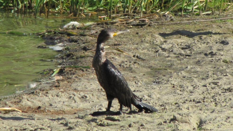 Kormoran am Sandstrand von Borkum. © Detlef Kolthoff