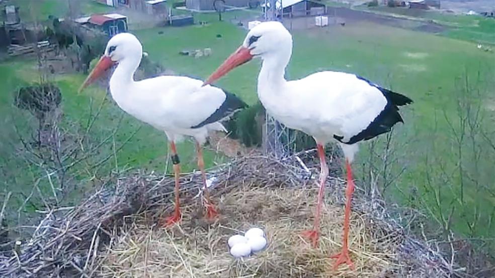 Vier gewinnt? Das Vellager Storchenpaar Hilde und Heinz ist wieder in guter Erwartung, was Nachwuchs angeht.  © Foto: privat