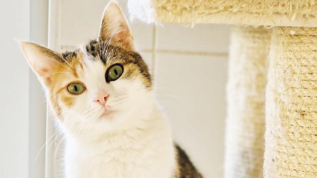 Eine verspielte Einzelgängerin