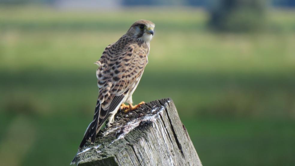 Jungvogel, Männchen, schwarzer Bartstreif, auf Ansitz auf Zaunpfahl. © Detlef Kolthoff