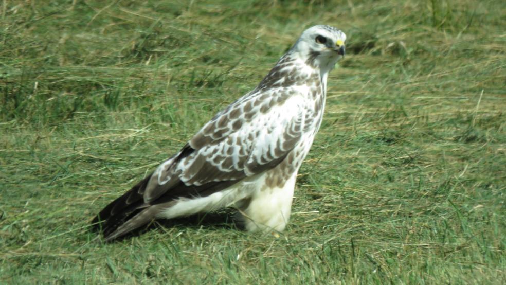 Mäusebussard, helle Phase, auf gemähter Wiese im Stapelmoorer Hammrich. © Detlef Kolthoff