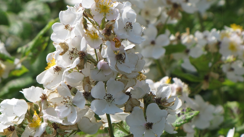 Blütenstand der Bibernell-Rose, für Biene, Hummel, Schwebfliege sehr bedeutend. © Detlef Kolthoff