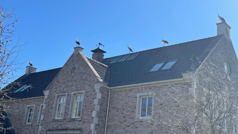 Vogelperspektive: Fünf Störche ließen sich am Montag auf dem Polderhof-Haus der Familie Brümmer in Bunderhee nieder. © privat