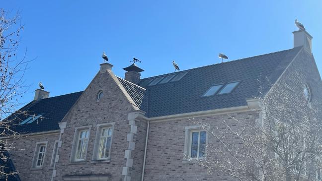 Hoher Besuch auf dem Polderhof