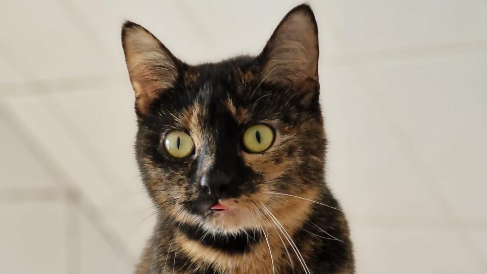 Die junge Katze »Molly« sucht ein Zuhause. © Tierschutz