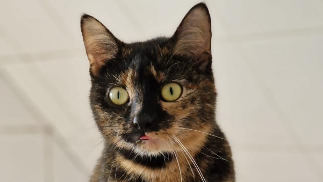 Wer holt »Molly« aus der Einsamkeit?