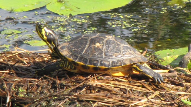 Die Gelbbauch- oder Gelbwangen-Schmuckschildkröte 