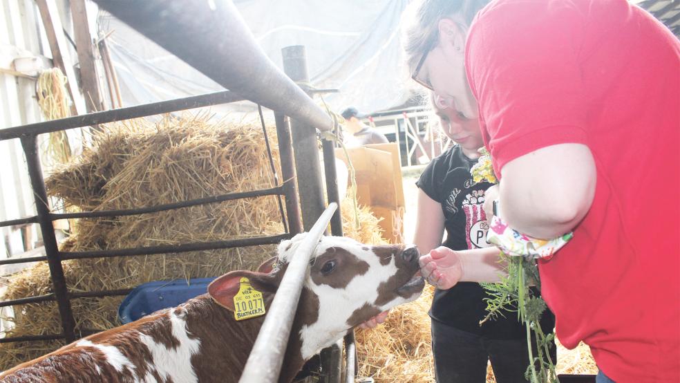 Die Kühe der Familie Brink stoßen bei den Schülern und Lehrerinnen der Grundschule stets auf großes Interesse.  © Foto: Berents