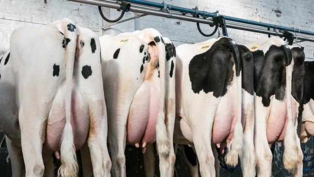 Zuchtvieh: Gute Qualität bleibt gefragt