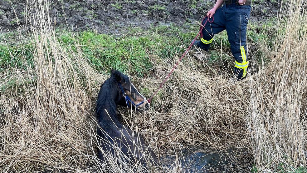 Ein Pferd ist in der Krummhörn aus einem Graben gerettet worden. © Privat