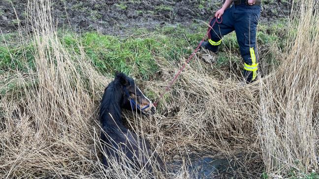Feuerwehr rettet Pferd aus Graben