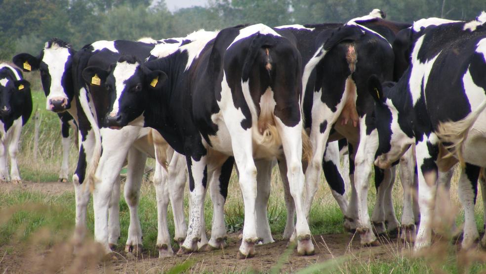 Der landwirtschaftliche Strukturwandel und die Klimawandel-Anpassung werden in einer Umfrage mit Beteiligung der Hochschule Emden/Leer in den Fokus genommen. © Szyska (Symbolfoto)