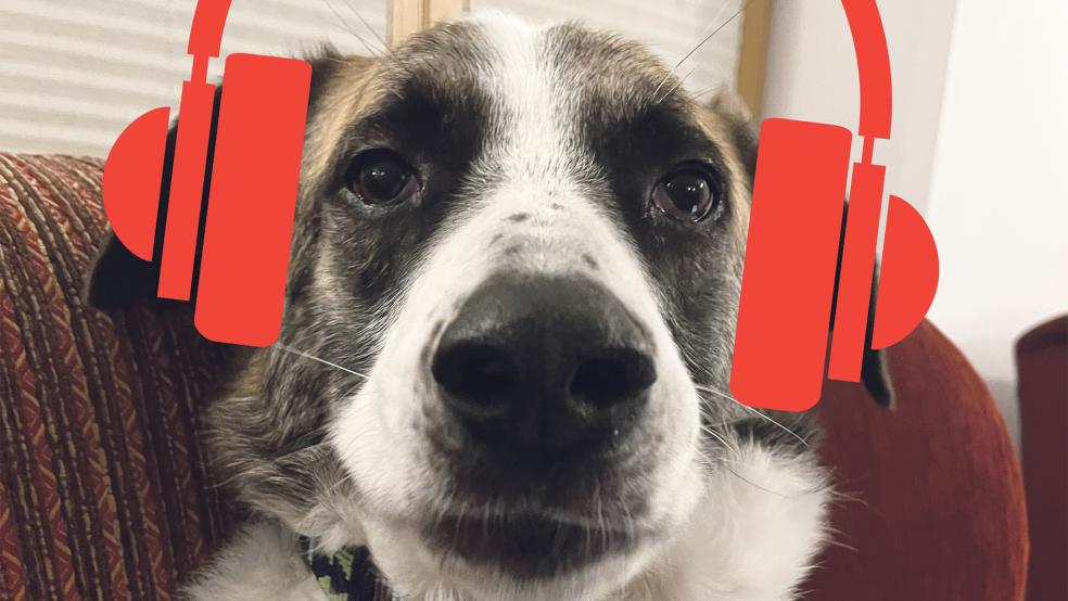 »Nemo« würde am liebsten Kopfhörer an Silvester tragen. Für viele Tiere ist die Böllerei eine Qual.  © Fotomontage: Bölleralternative